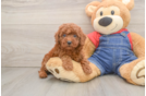Hypoallergenic Poodle Baby