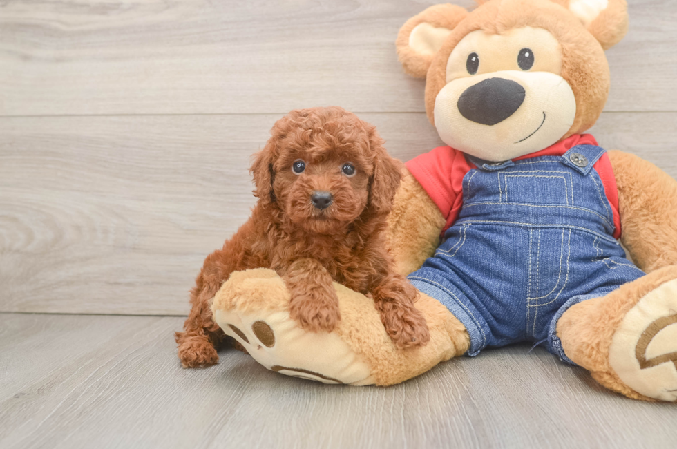 6 week old Poodle Puppy For Sale - Seaside Pups