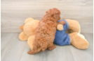 Poodle Puppy for Adoption