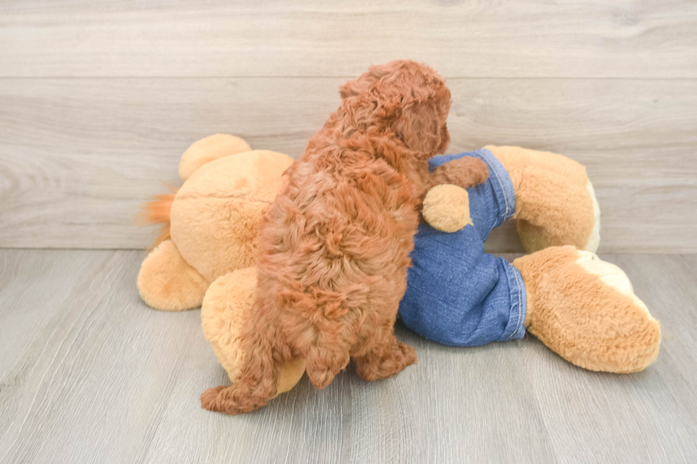 Poodle Puppy for Adoption