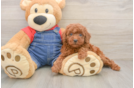 Funny Poodle Baby