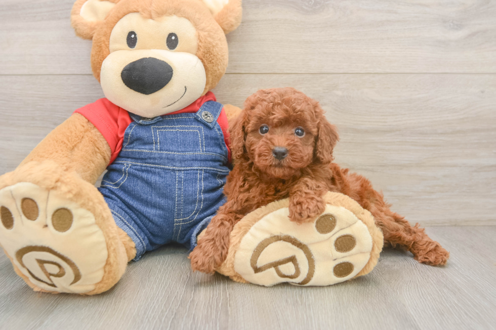 Funny Poodle Baby