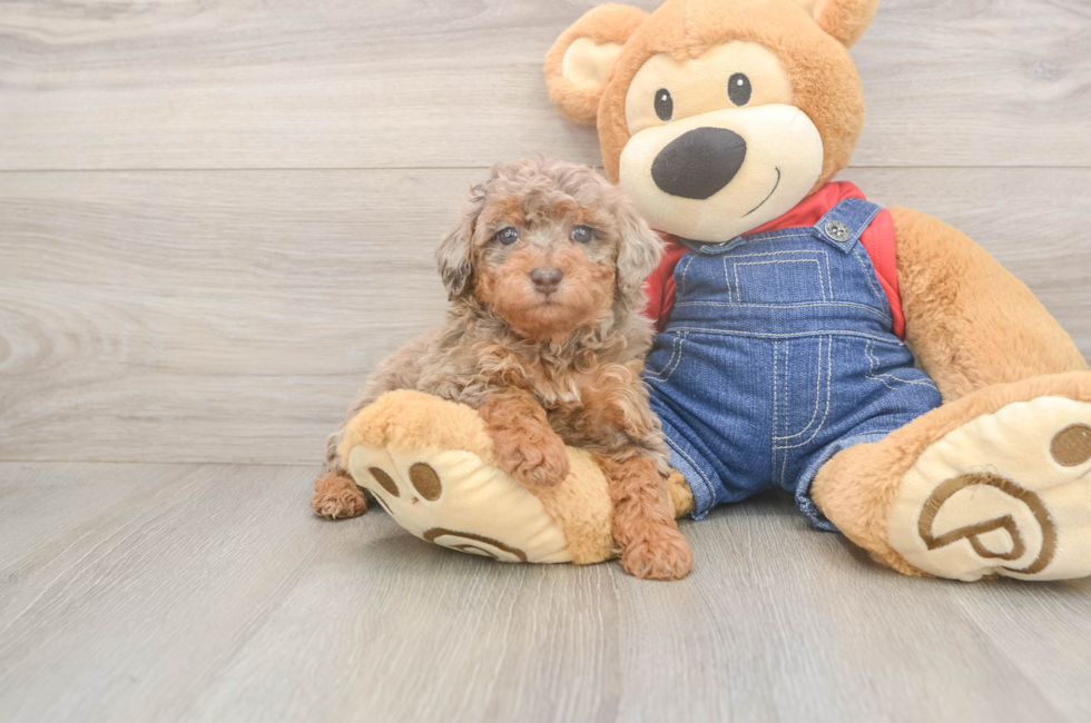 5 week old Poodle Puppy For Sale - Seaside Pups