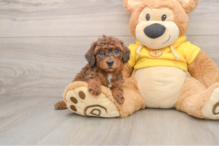 Fluffy Caniche Purebred Puppy