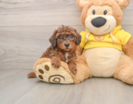 7 week old Poodle Puppy For Sale - Seaside Pups