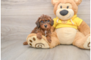 Fluffy Caniche Purebred Puppy