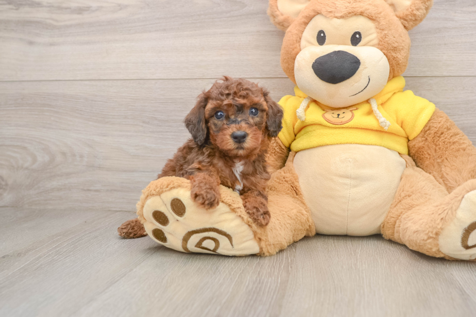 Fluffy Caniche Purebred Puppy