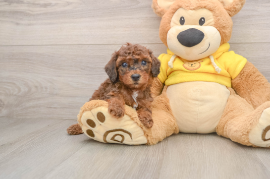 Fluffy Caniche Purebred Puppy