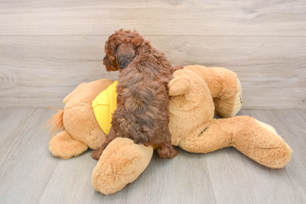 Best Poodle Baby