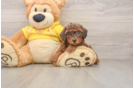 Poodle Puppy for Adoption