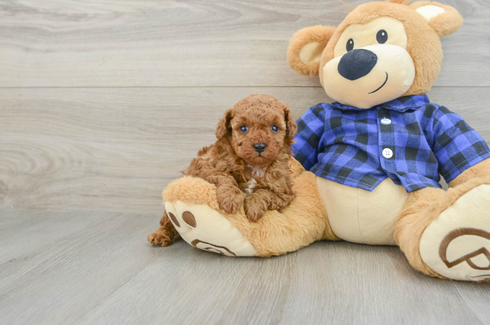 6 week old Poodle Puppy For Sale - Seaside Pups