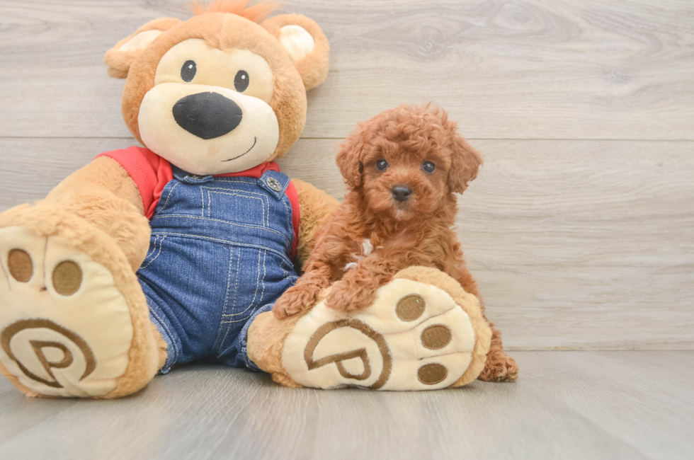 6 week old Poodle Puppy For Sale - Seaside Pups
