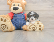 9 week old Poodle Puppy For Sale - Seaside Pups