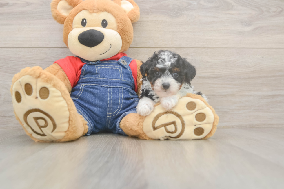 5 week old Poodle Puppy For Sale - Seaside Pups