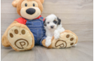 Akc Registered Poodle Purebred Pup