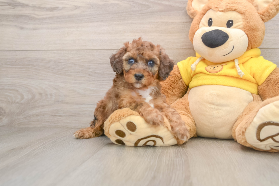 Adorable Toy Poodle Purebred Puppy