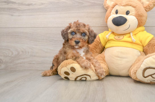 Adorable Toy Poodle Purebred Puppy