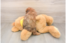 Funny Poodle Baby