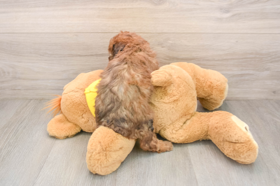 Funny Poodle Baby