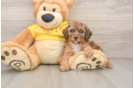 Best Poodle Baby