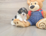 9 week old Poodle Puppy For Sale - Seaside Pups
