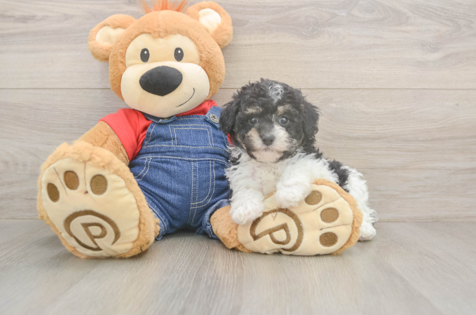 5 week old Poodle Puppy For Sale - Seaside Pups