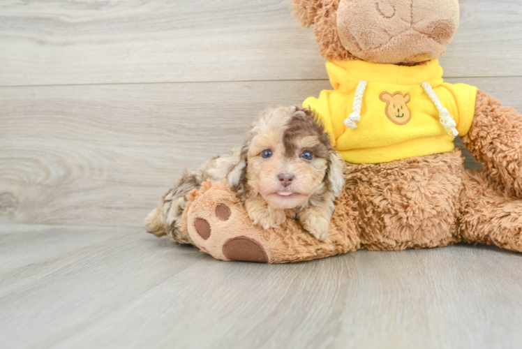 Hypoallergenic Poodle Baby
