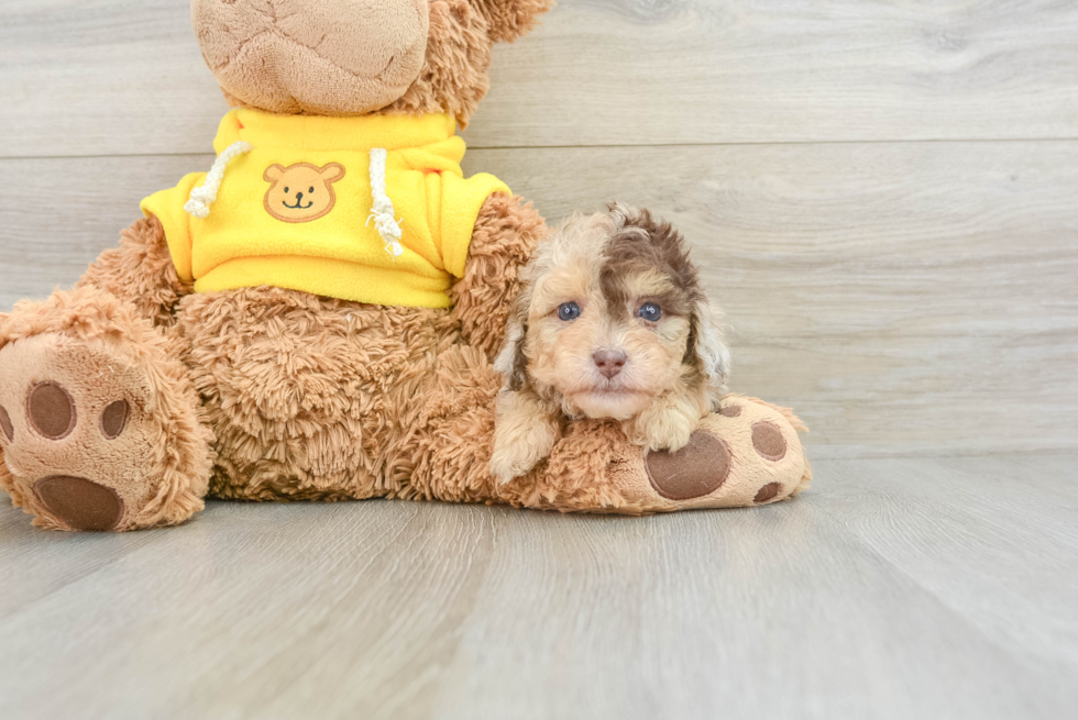 Poodle Pup Being Cute