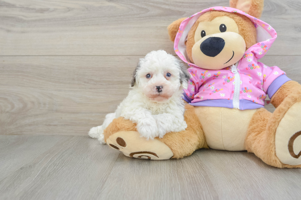 7 week old Poodle Puppy For Sale - Seaside Pups