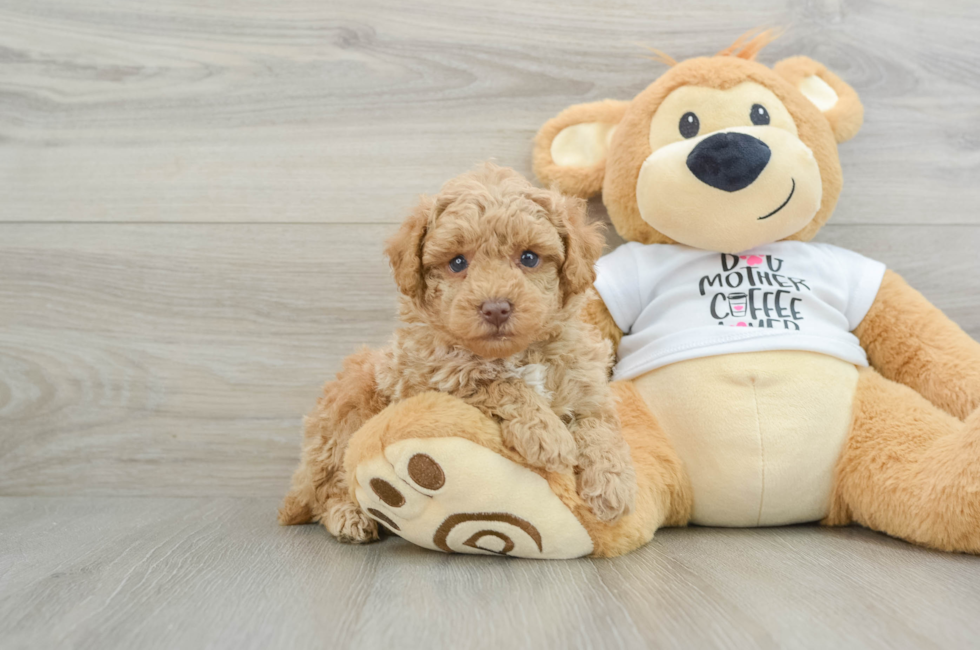 7 week old Poodle Puppy For Sale - Seaside Pups