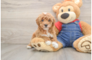 Best Poodle Baby