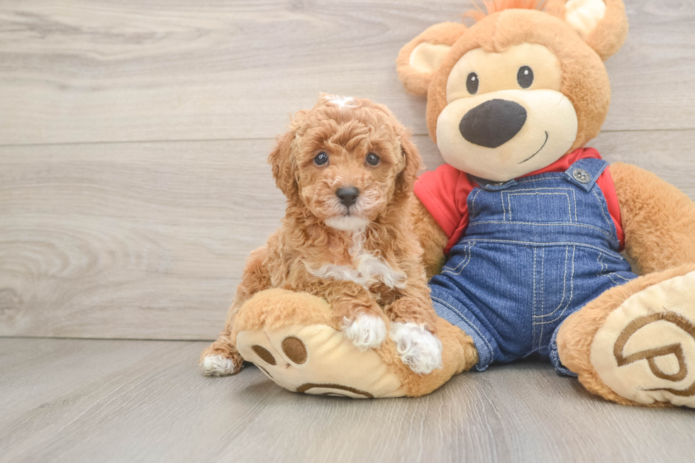 Best Poodle Baby