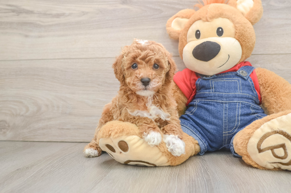 6 week old Poodle Puppy For Sale - Seaside Pups