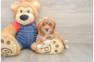 Poodle Pup Being Cute