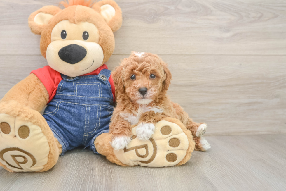 Poodle Pup Being Cute