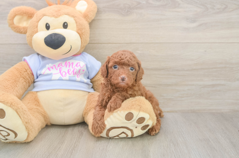 5 week old Poodle Puppy For Sale - Seaside Pups