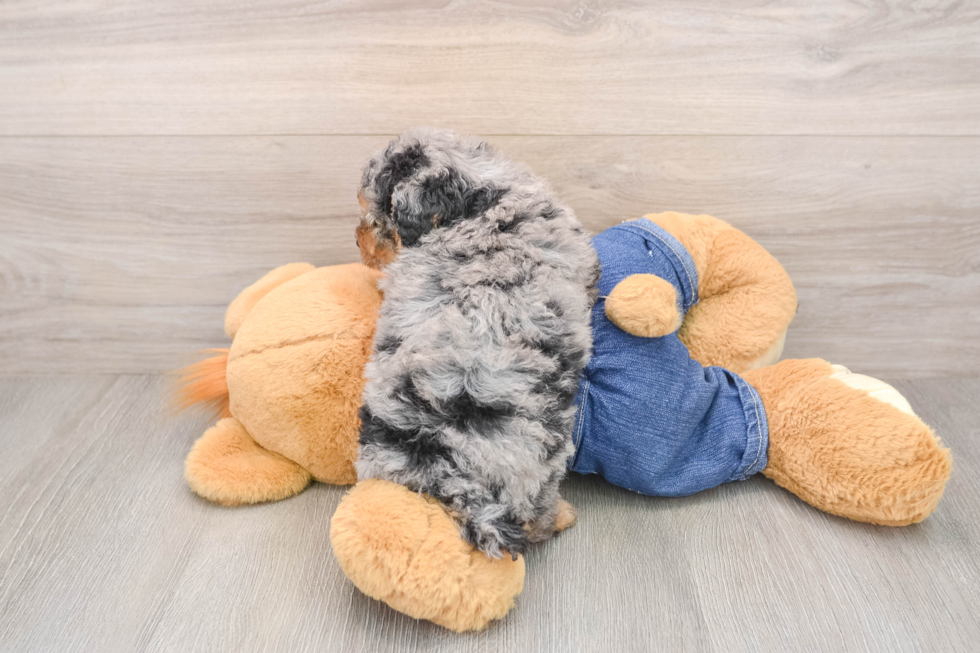 Small Poodle Purebred Pup