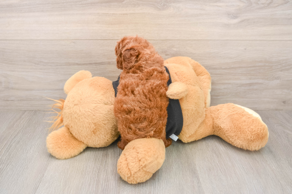 Poodle Puppy for Adoption