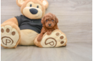 Best Poodle Baby