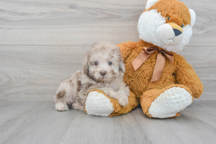 Funny Poodle Purebred Pup