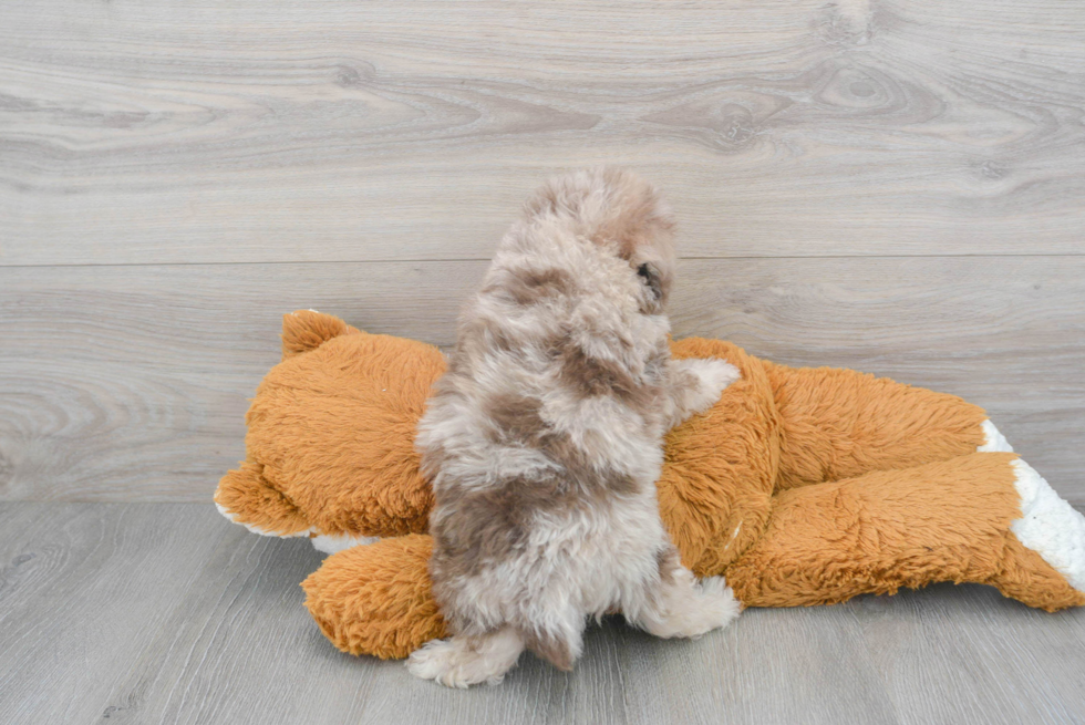 Hypoallergenic Poodle Purebred Pup