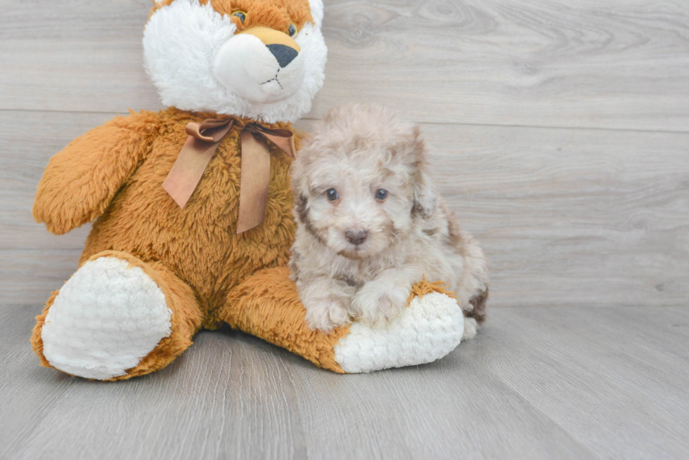 Akc Registered Poodle Baby