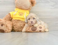 8 week old Poodle Puppy For Sale - Seaside Pups