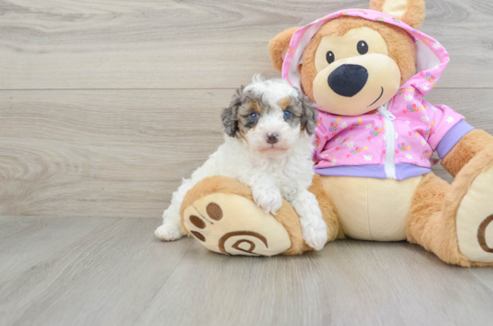 Fluffy Toy Poodle Purebred Puppy