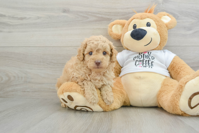 Meet Murph - our Poodle Puppy Photo 1/3 - Seaside Pups
