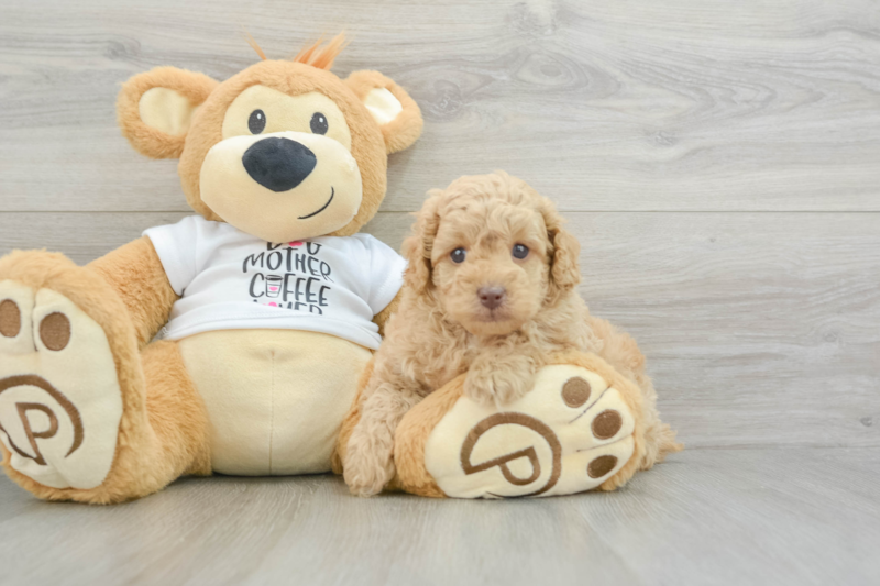Meet Murph - our Poodle Puppy Photo 3/3 - Seaside Pups