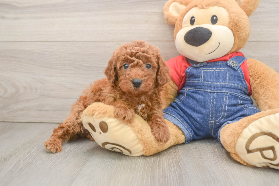 Funny Poodle Baby