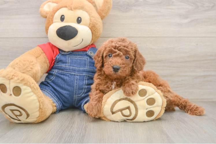 Adorable Pooodle Purebred Puppy