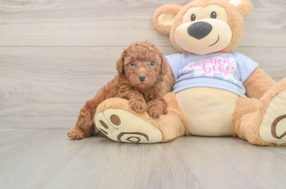 5 week old Poodle Puppy For Sale - Seaside Pups