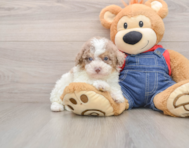 7 week old Poodle Puppy For Sale - Seaside Pups